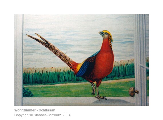 Golden pheasant