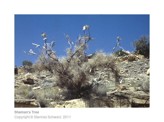 Landart object - dead tree with tumbleweed and bones