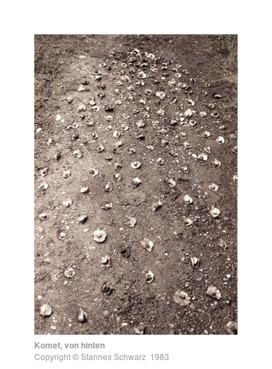 Landart object made of stones and leaves