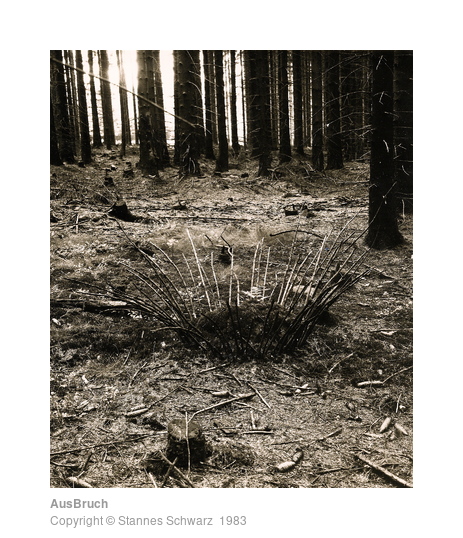 Landart object made of branches