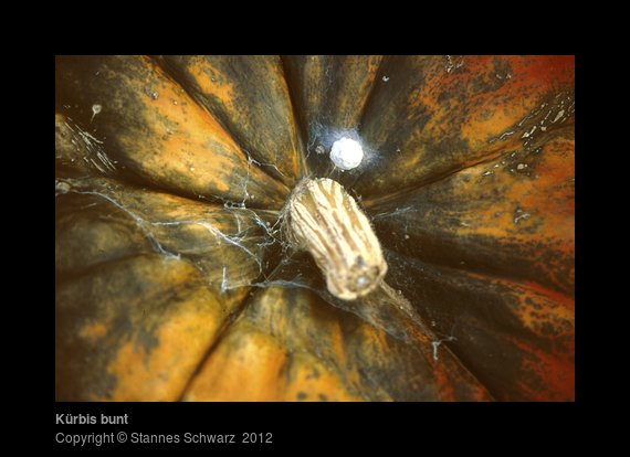 varicoulered pumpkin close up view