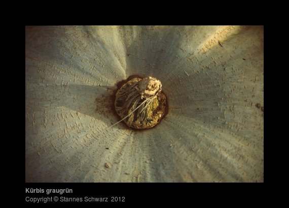grey-green pumpkin close up view