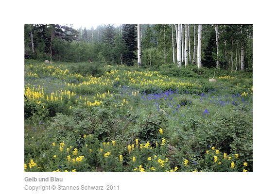 Yellow and blue