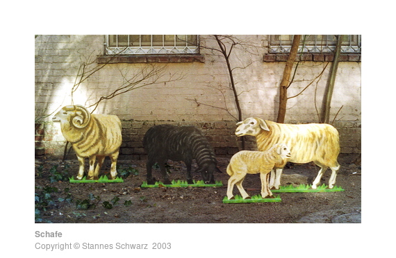 Sheeps