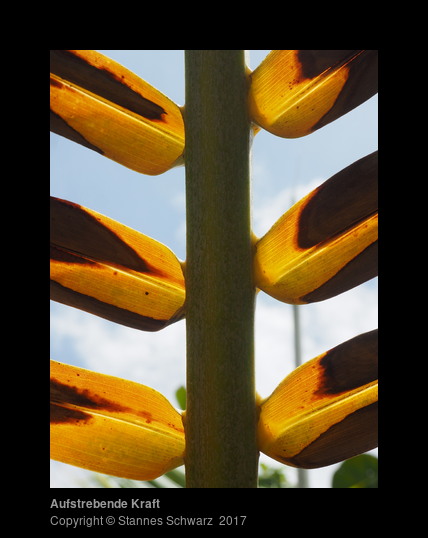 Emerging strength
