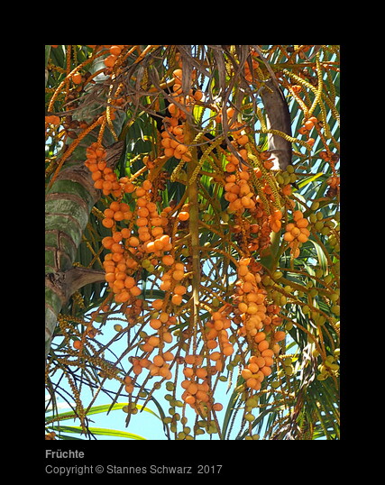 Fruits